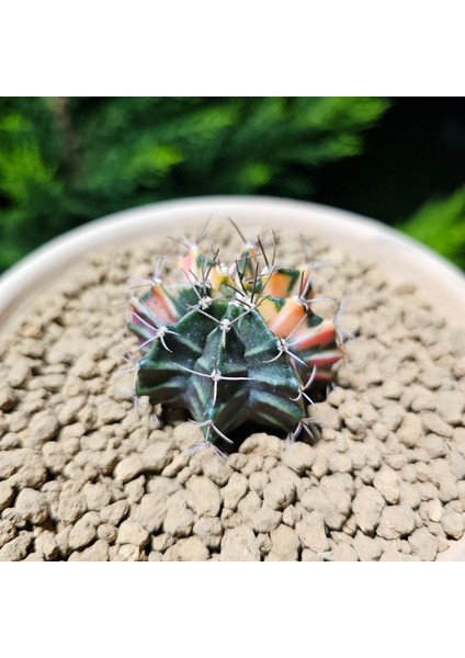 Gymnocalycium 5,5 cm Özel Tür Kaktüs