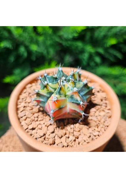 Gymnocalycium 5,5 cm Özel Tür Kaktüs