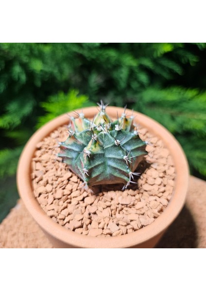 Gymnocalycium 5,5 cm Özel Tür Kaktüs