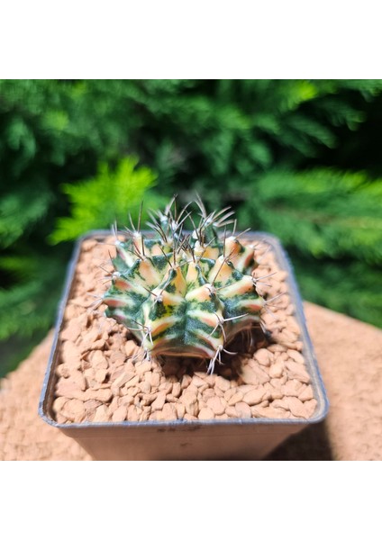 Gymnocalycium 5 cm Özel Tür Kaktüs