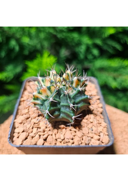 Gymnocalycium 5 cm Özel Tür Kaktüs