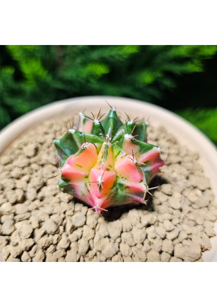 Gymnocalycium 5 cm Özel Tür Kaktüs