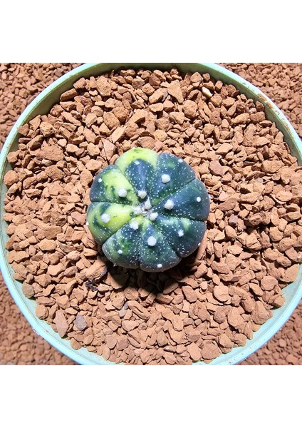 Astrophytum Veriagata 4 cm Boyutunda Özel Tür Kaktüs