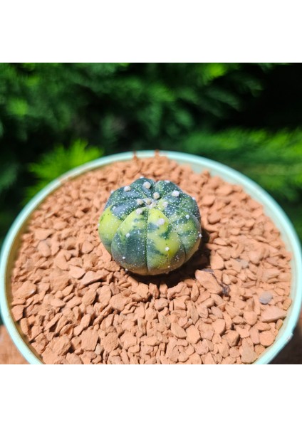 Astrophytum Veriagata 4 cm Boyutunda Özel Tür Kaktüs