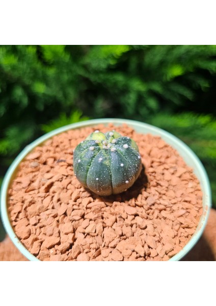 Astrophytum Veriagata 4 cm Boyutunda Özel Tür Kaktüs