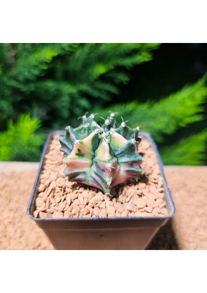 Gymnocalycium 5 cm Özel Tür Kaktüs