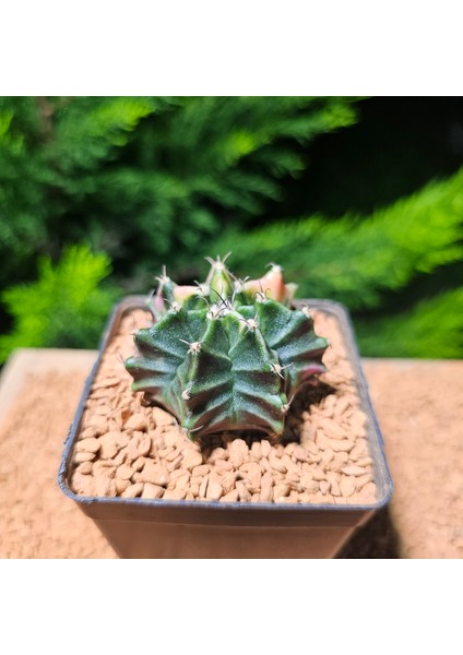 Gymnocalycium 5 cm Özel Tür Kaktüs