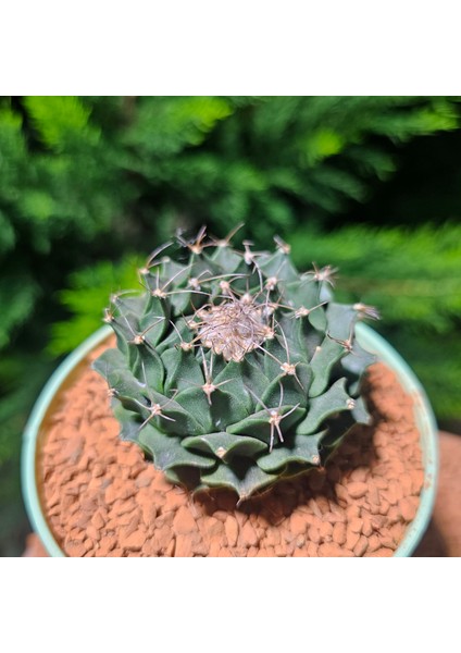 Obregonia Orengi Denegri Enginar Kaktüsü 6 cm