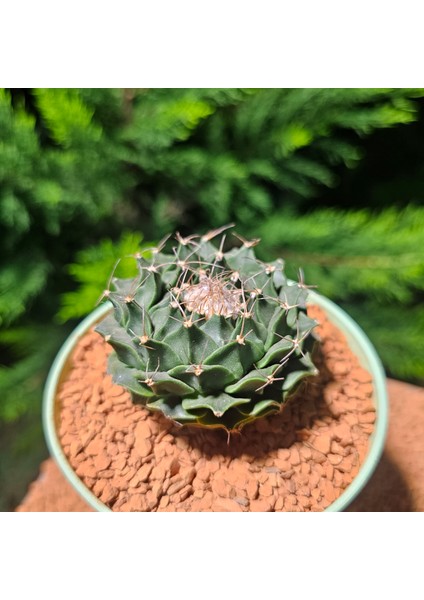 Obregonia Orengi Denegri Enginar Kaktüsü 6 cm