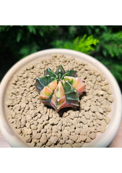 Gymnocalycium 5,5 cm Özel Tür Kaktüs