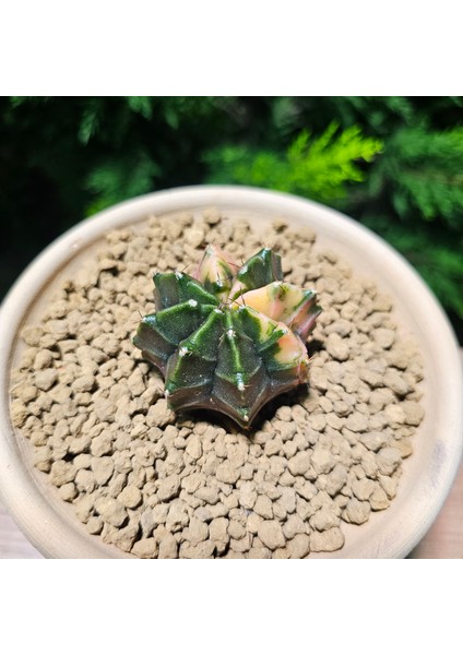 Gymnocalycium 5,5 cm Özel Tür Kaktüs