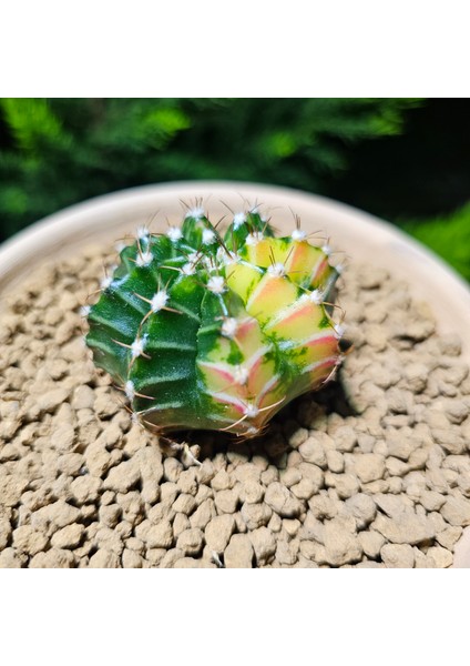 Gymnocalycium 5,5 cm Özel Tür Kaktüs