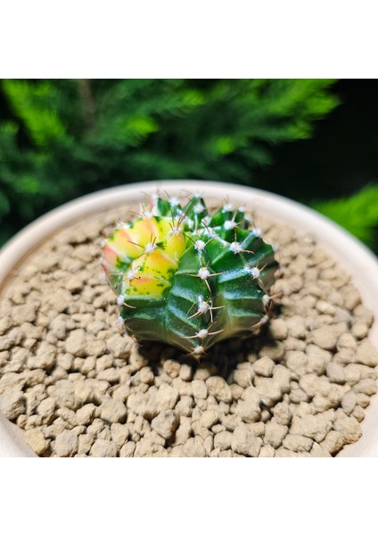 Gymnocalycium 5,5 cm Özel Tür Kaktüs