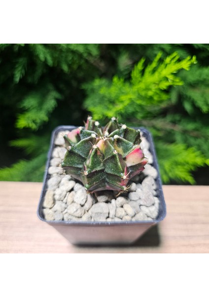 Gymnocalycium 5,5 cm Özel Tür Kaktüs