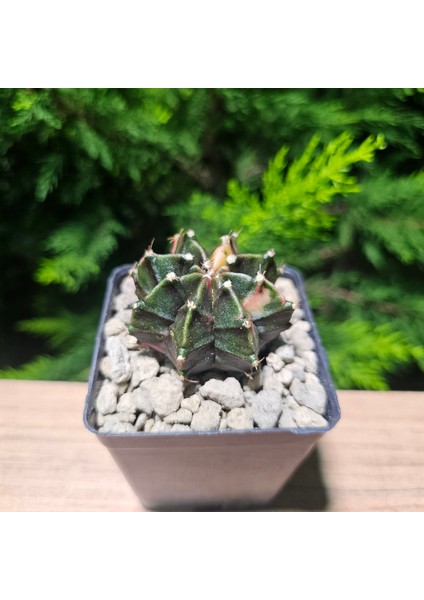 Gymnocalycium 5,5 cm Özel Tür Kaktüs