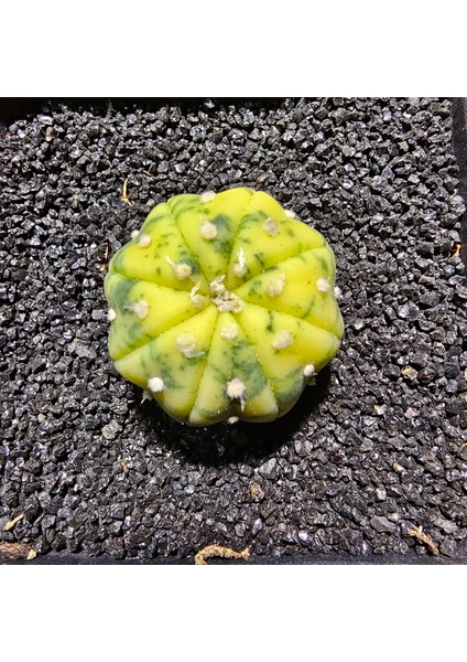 Astrophytum Veriagata 3 cm Boyutunda Özel Tür Kaktüs