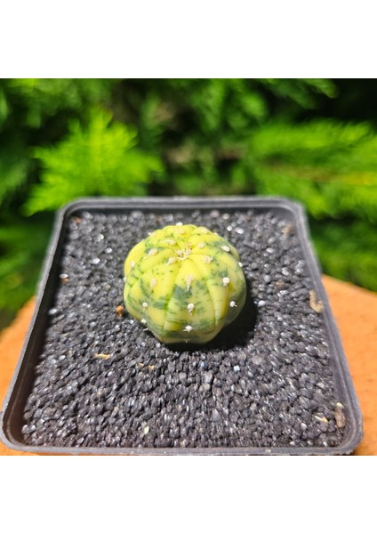 Astrophytum Veriagata 3 cm Boyutunda Özel Tür Kaktüs