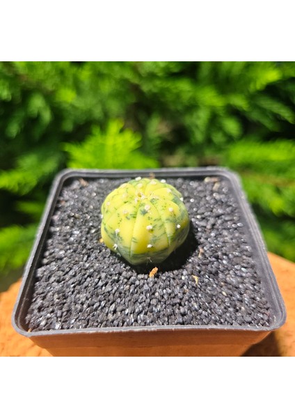 Astrophytum Veriagata 3 cm Boyutunda Özel Tür Kaktüs