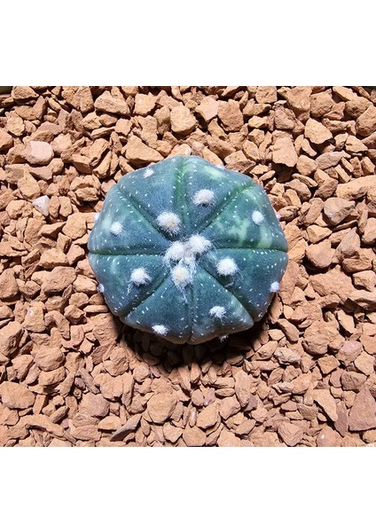 Astrophytum Veriagata 3 cm Boyutunda Özel Tür Kaktüs