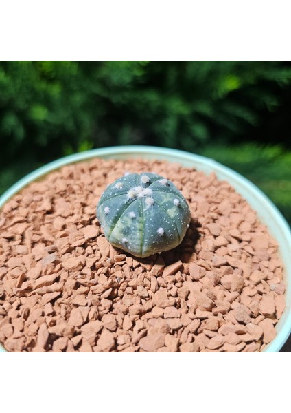 Astrophytum Veriagata 3 cm Boyutunda Özel Tür Kaktüs