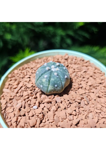 Astrophytum Veriagata 3 cm Boyutunda Özel Tür Kaktüs