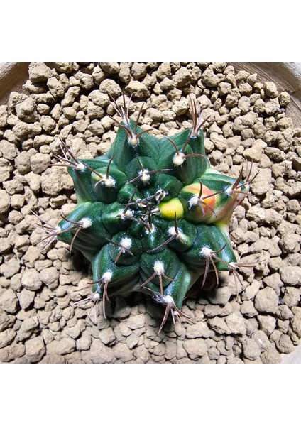 Gymnocalycium 5,5 cm Özel Tür Kaktüs