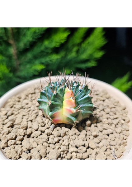 Gymnocalycium 5,5 cm Özel Tür Kaktüs