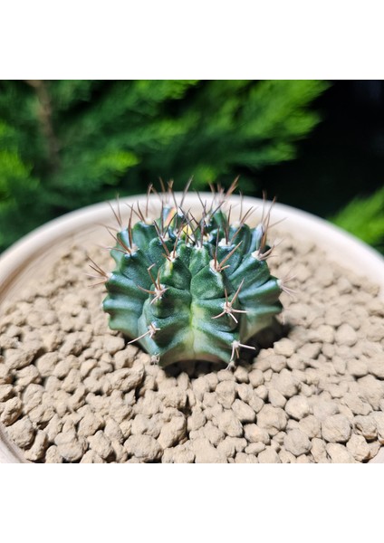 Gymnocalycium 5,5 cm Özel Tür Kaktüs