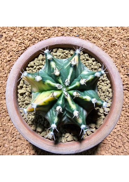 Gymnocalycium 7 cm Özel Tür Kaktüs