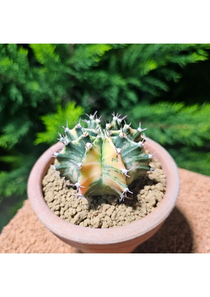 Gymnocalycium 7 cm Özel Tür Kaktüs