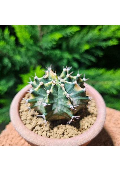 Gymnocalycium 7 cm Özel Tür Kaktüs