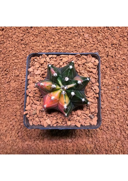 Gymnocalycium 5 cm Özel Tür Kaktüs