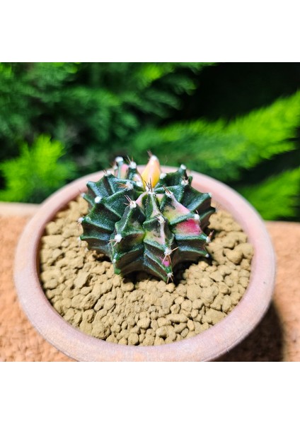 Gymnocalycium 5 cm Özel Tür Kaktüs