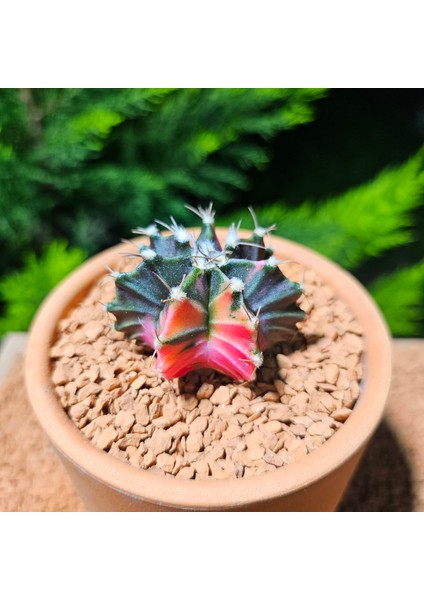 Gymnocalycium 5,5 cm Özel Tür Kaktüs