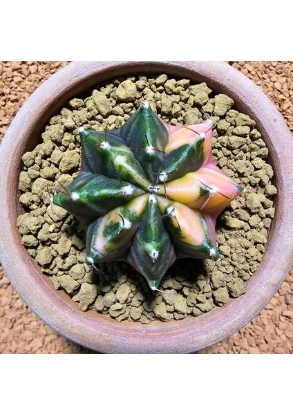 Gymnocalycium 5,5 cm Özel Tür Kaktüs