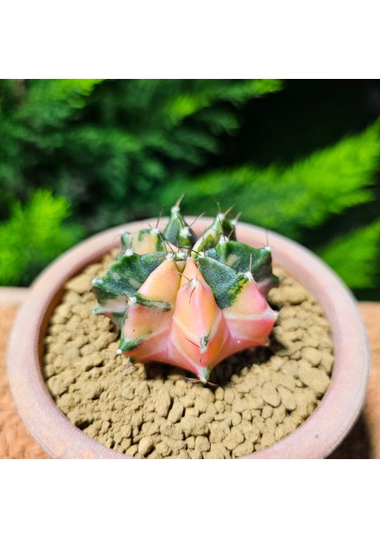 Gymnocalycium 5,5 cm Özel Tür Kaktüs