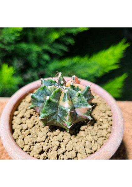 Gymnocalycium 5,5 cm Özel Tür Kaktüs