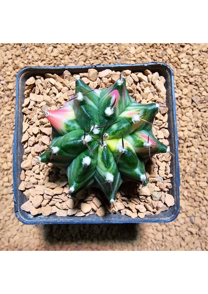 Gymnocalycium 5,5 cm Özel Tür Kaktüs