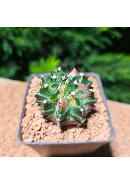 Gymnocalycium 5,5 cm Özel Tür Kaktüs