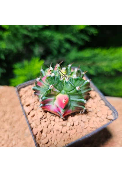 Gymnocalycium 5,5 cm Özel Tür Kaktüs