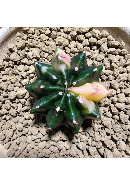 Gymnocalycium 5,5 cm Özel Tür Kaktüs