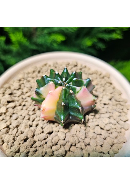 Gymnocalycium 5,5 cm Özel Tür Kaktüs