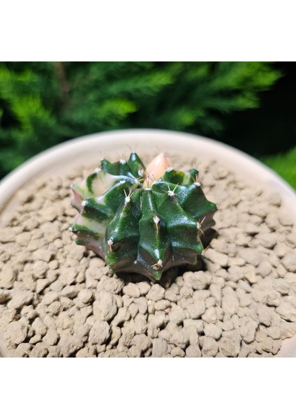 Gymnocalycium 5,5 cm Özel Tür Kaktüs