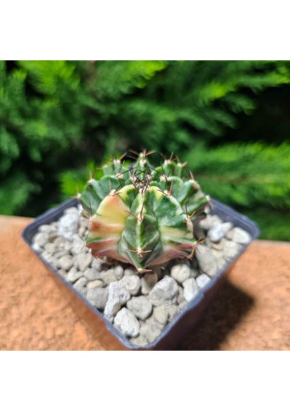 Gymnocalycium 5 cm Özel Tür Kaktüs