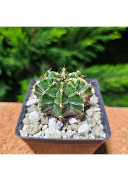 Gymnocalycium 5 cm Özel Tür Kaktüs