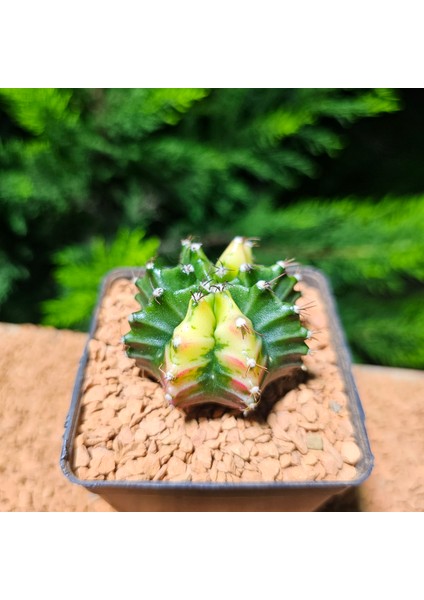 Gymnocalycium 5 cm Özel Tür Kaktüs