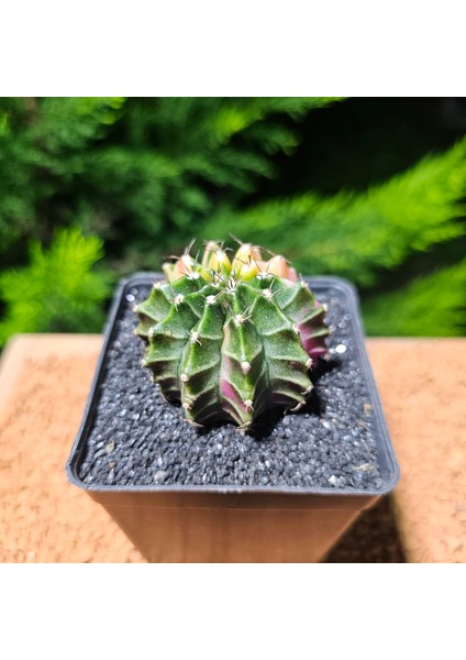 Gymnocalycium 5 cm Özel Tür Kaktüs