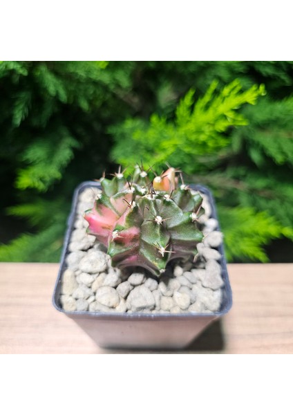 Gymnocalycium 5,5 cm Özel Tür Kaktüs