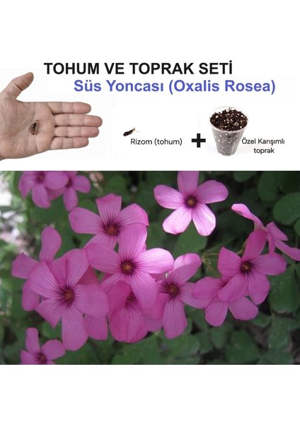 1 Adet Rizom (Tohum) ve Toprak Bitki Seti, Süs Yoncası, Oksalis Çiçeği, Pembe Çiçek Açar, Oxalis Rosea
