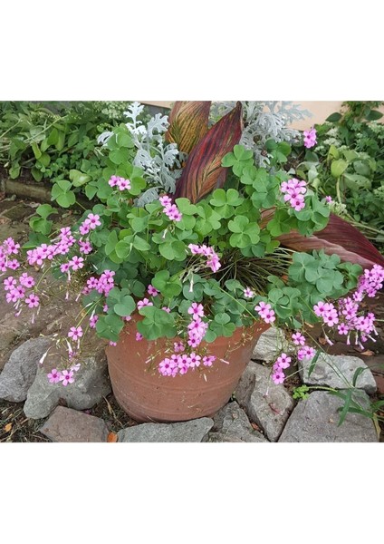 1 Adet Rizom (Tohum) ve Toprak Bitki Seti, Süs Yoncası, Oksalis Çiçeği, Pembe Çiçek Açar, Oxalis Rosea modelleri
